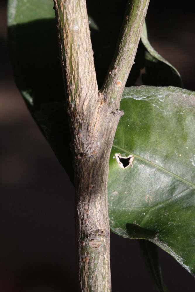              Second - third year twig (Riverside, CA)       